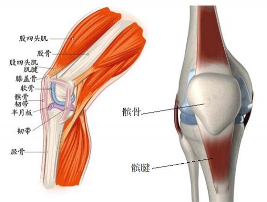 杜兰特髌腱深度挫伤G2出战存疑 医学视角剖析强行复出风险